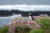 Puffins | Lunga Island