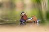 Mandarin Duck | London